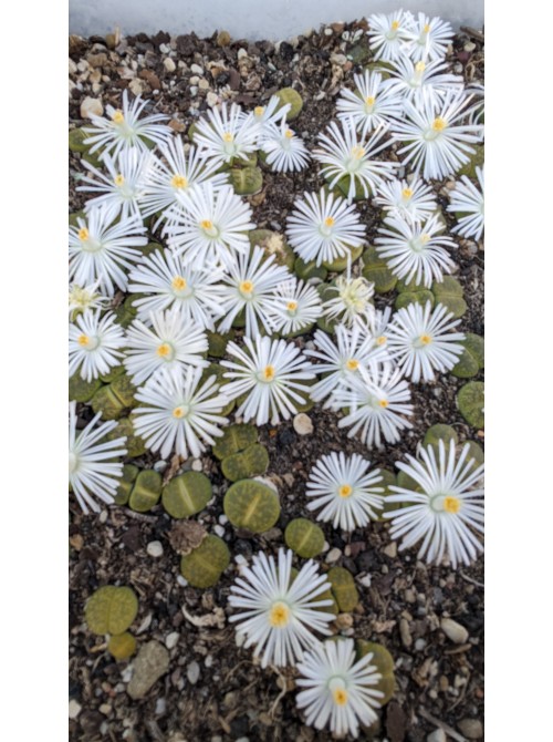 Литопс микс №3  (Lithops MIX)