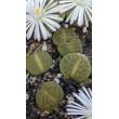 Литопс микс №3  (Lithops MIX)