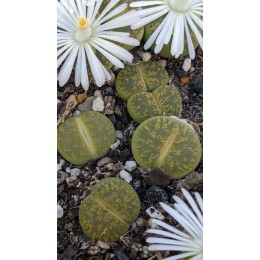 Литопс микс №3  (Lithops MIX)