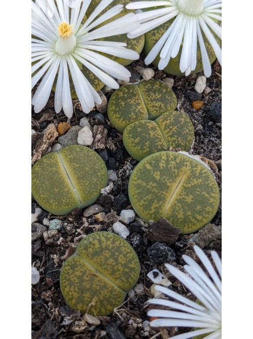 Литопс микс №3  (Lithops MIX)