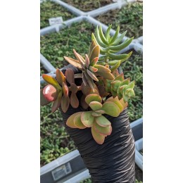 Набор крассул "Факел" 5 видов неприхотливых черенков