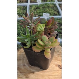 Набор крассул "Факел" 5 видов неприхотливых черенков