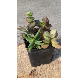 Набор крассул "Факел" 5 видов неприхотливых черенков