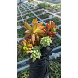 Набор седумов "Сочный" 5 видов неприхотливых черенков