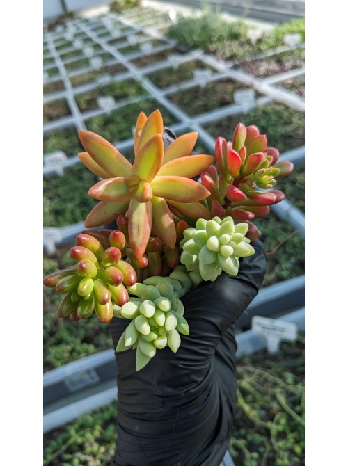 Набор седумов "Сочный" 5 видов неприхотливых черенков