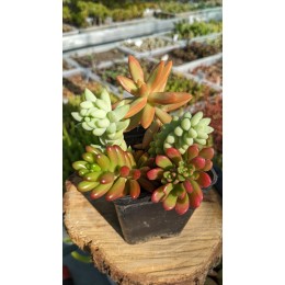 Набор седумов "Сочный" 5 видов неприхотливых черенков