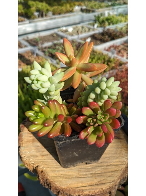 Набор седумов "Сочный" 5 видов неприхотливых черенков