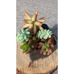 Набор седумов "Сочный" 5 видов неприхотливых черенков