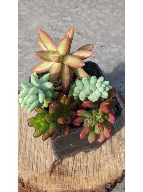 Набор седумов "Сочный" 5 видов неприхотливых черенков