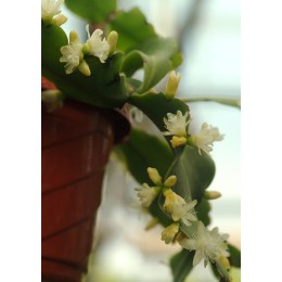 Черенок Рипсалис (эпифиллум) Криспата (Rhipsalis Crispata)