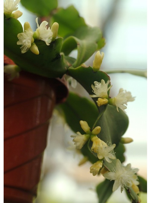 Черенок Рипсалис (эпифиллум) Криспата (Rhipsalis Crispata)