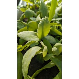 Черенок Рипсалис (эпифиллум) Криспата (Rhipsalis Crispata)