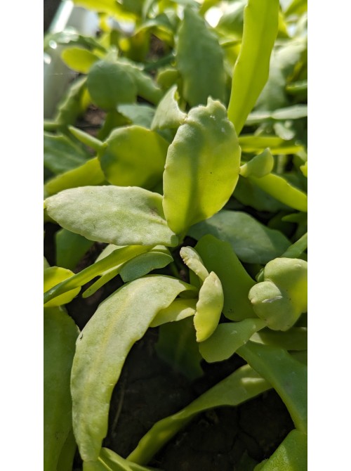 Черенок Рипсалис (эпифиллум) Криспата (Rhipsalis Crispata)