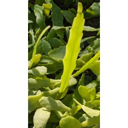 Черенок Рипсалис (эпифиллум) Криспата (Rhipsalis Crispata)