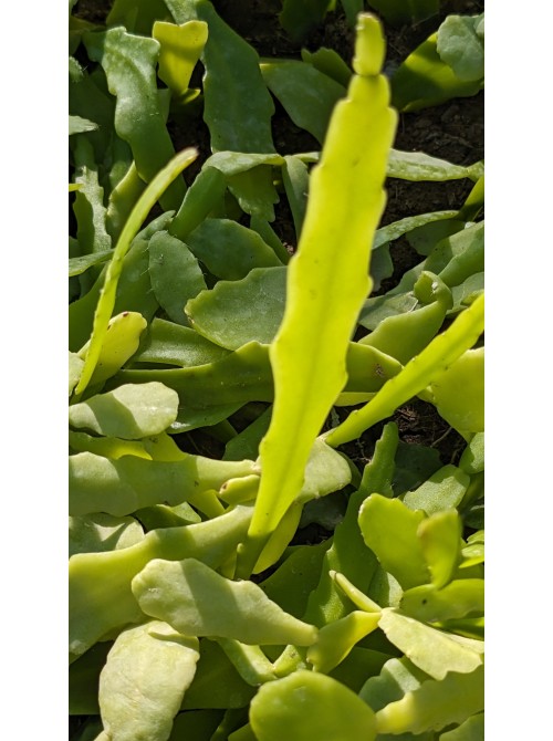 Черенок Рипсалис (эпифиллум) Криспата (Rhipsalis Crispata)