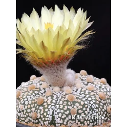 Астрофитум Кабуто (Супер Кабуто, Astrophytum Сabuto)