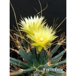 Лейхтенбергия (Leuchtenbergia)