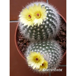 Нотокактус метельчатый Альбиспинус.  «Notocactus Scopa Var. Albispinus»