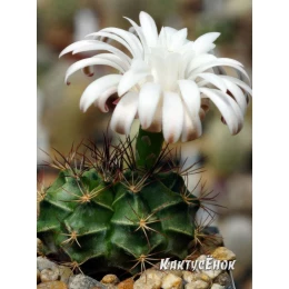 Гимнокалициум Михановича (Gymnocalycium mihanovichii) 
