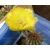 Эхинопсис золотистый (Echinopsis (Lobivia) aurea v. Shaferi)