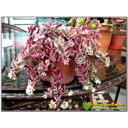 Черенок крассула окаймленная (Crassula pellucida ssp marginalis Variegata, Крассула маргиналис вариегатная)