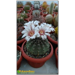 Гимнокалициум (gymnocalycium hyptiacanthum)