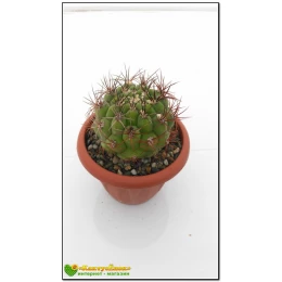 Гимнокалициум Сальо (Gymnocalycium saglione, гимнокалициум саглионис)