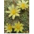 Долихотеле побегоносная (Маммиллярия суркулоза) (mammilaria (Dolichothele) surculosa)